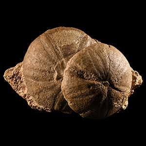 Natural History - Large Fossil Echinoid Display Pair