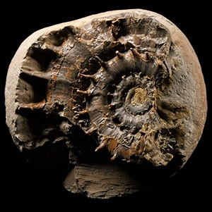 Natural History - Rare British Fossil Eteoderoceras Ammonite Display with Amazing Spines
