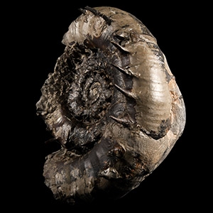 Natural History - Rare British Fossil Eteoderoceras Ammonite Display with Amazing Spines