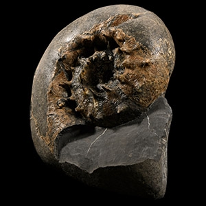 Natural History - British Fossil Aspidoceras Ammonite Display with Incredible Spines