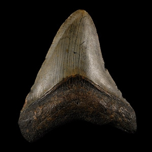 Natural History - Megalodon Giant Shark Fossil Tooth
