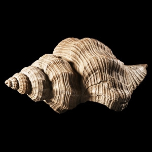 Natural History - Fossil Euthriofusus Gastropod