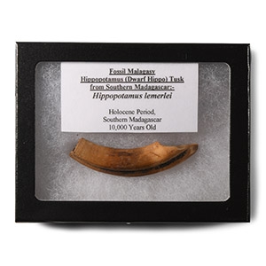 Natural History - Extinct Malagasy Dwarf Hippopotamus Tusk