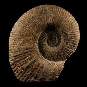 Natural History - Large Fossil Agadir Ammonite