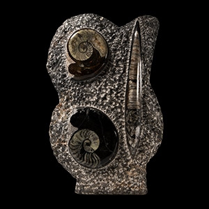 Natural History - Large Polished Goniatite and Orthoceras Fossil Display