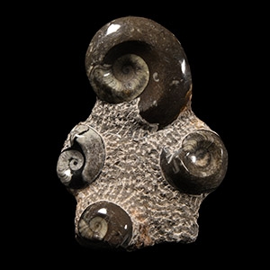 Natural History - Large Polished Goniatite Fossil Display