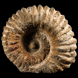 Natural History - Fossil Agadir Ammonite