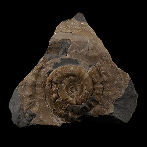 Natural History - Lyme Regis Fossil Ammonite