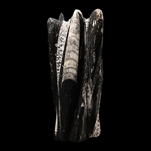 Natural History - Polished Orthoceras Fossil Display