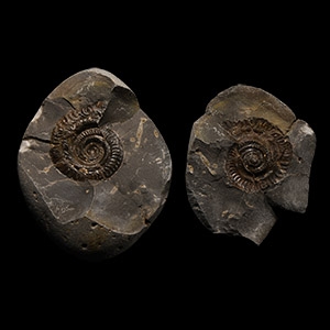 Natural History - Whitby Dac Fossil Ammonite Nodule