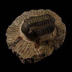 Natural History - Hollardops Fossil Trilobite