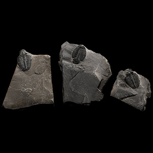 Natural History - Elrathia Fossil Trilobite Group