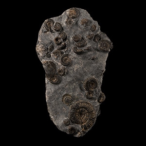 Natural History - Whitby Dac Fossil Ammonite Cluster
