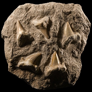 Natural History - Extinct Otodus Shark Teeth Display