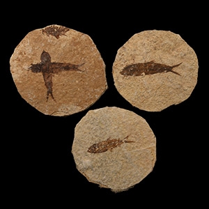 Natural History - Knightia Fossil Fish Group
