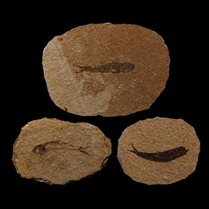 Natural History - Knightia Fossil Fish Group