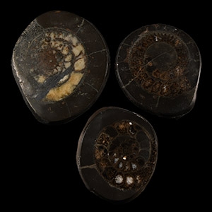 Natural History - Polished Whitby Dac Fossil Ammonite Group