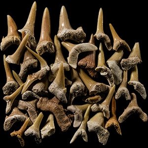 Natural History - Extinct Fossil Sharks Tooth Group