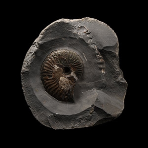 Natural History - Whitby Dac Fossil Ammonite