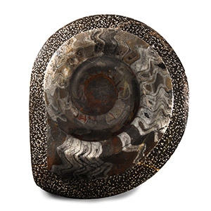 Natural History - Polished Goniatite Plate