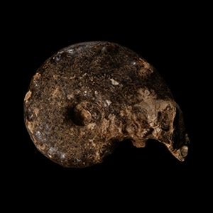 Natural History - Mamite Fossil