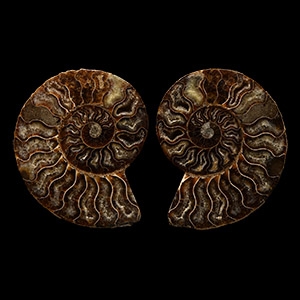 Natural History - Polished Fossil Ammonite Pair