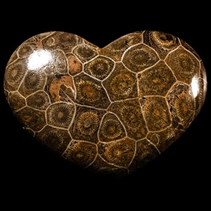 Natural History - Polished Heart-Shaped Fossil Coral Palm Stone