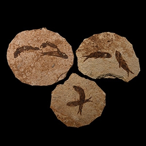 Natural History - Knightia Fossil Fish Group