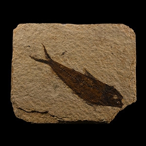 Natural History - Knightia Fossil Fish Plate