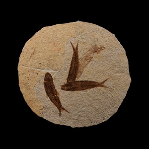 Natural History - Knightia Fossil Fish Mortality Plate