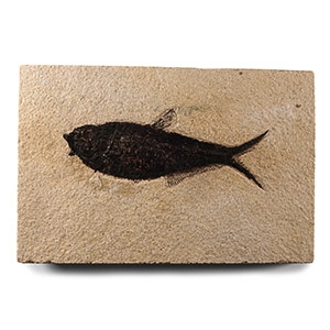 Natural History - Fossil Diplomystus Fish