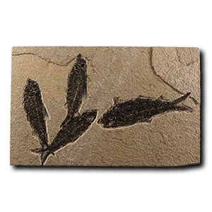 Natural History - Knightia Fossil Fish Plate