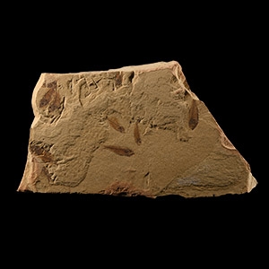 Natural History - Fossil Guppy Fish Mortality Plate