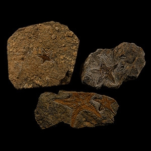 Natural History - Fossil Star Fish Group