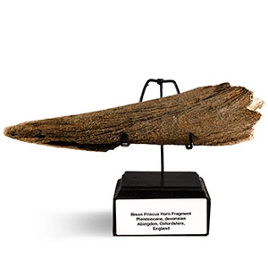 Natural History - Bison Horn on Stand