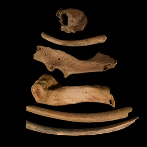 Natural History - Bison Bone Group