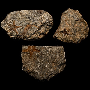 Natural History - Fossil Star Fish Group