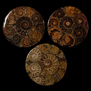 Natural History - Polished Ammonite Coaster Group