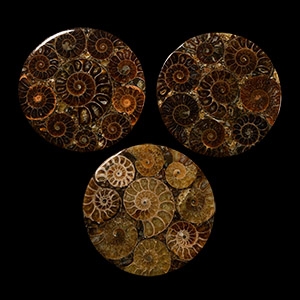 Natural History - Polished Ammonite Coaster Group