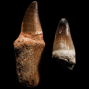 Natural History - Mosasaur Fossil Tooth with Root Group