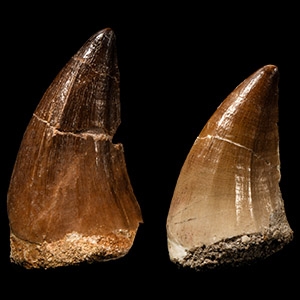 Natural History - Mosasaur Fossil Tooth Group