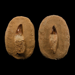 Natural History - Mosasaur Fossil Tooth with Root Group