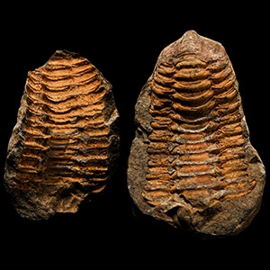 Natural History - Flexicalymene Fossil Trilobite Nodule