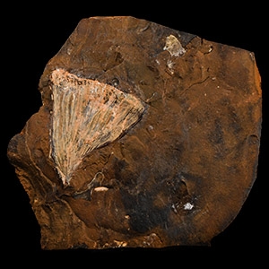 Natural History - Fossil Ginko Leaf