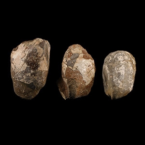 Natural History - British Fossil Bivalve Collection