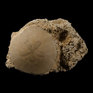 Natural History - Fossil Sand Dollar on Rock