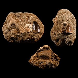 Natural History - Mosasaur Fossil Bone and Tooth Group