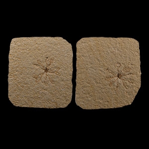 Natural History - Starfish Fossil Group