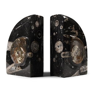 Natural History - Polished Fossil Goniatite Book Ends