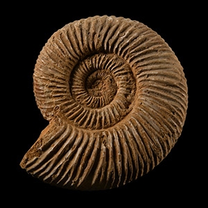 Natural History - Fossil Perisphinctes Ammonite